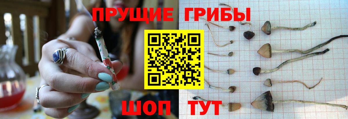 Сорочинск  Галлюциногенные грибы Psilocybe  Вход с VPN 